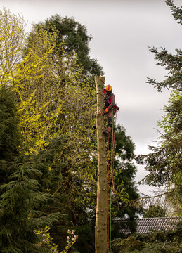 Professional arborist cutting tree with chainsaw using ropes and safety gear, tree removal service, forestry work at height in outdoor environment