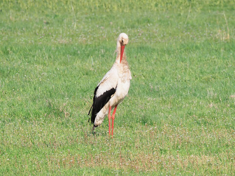 White stork grooming feathers on green meadow in spring, Ciconia ciconia