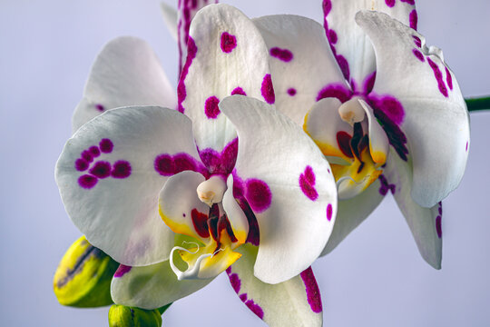 Dendrobium orchid in studio setting