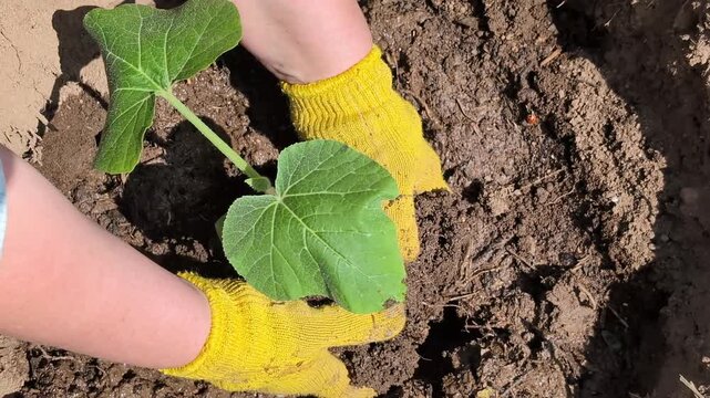 Person wearing yellow gloves plants a young green zucchini seedling into rich brown soil, demonstrating careful gardening techniques in a sunny outdoor environment