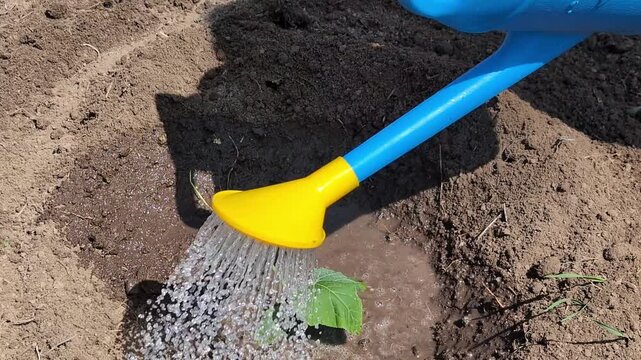 Watering young green zucchini plant with a bright yellow watering can in a garden bed, soil and small weeds visible around the plant in a sunny outdoor setting