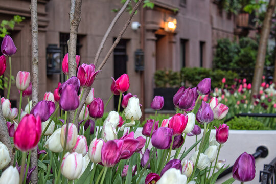 Tulip in bloom, early spring