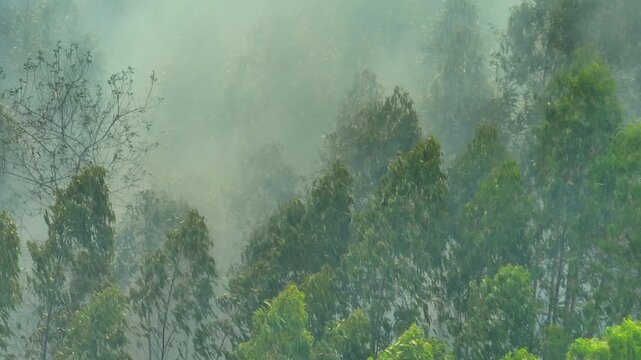 High-angle drone shot of wildfire burning through eucalyptus trees, with haze spreading across forest, symbolizing global warming, habitat destruction, carbon emissions, and environmental risk. 4k.
