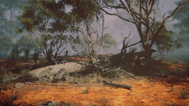 Red soil scrubland with gnarled trees and textured rocks under warm dusk light, rugged terrain and remote wilderness mood ideal for solitude seekers.