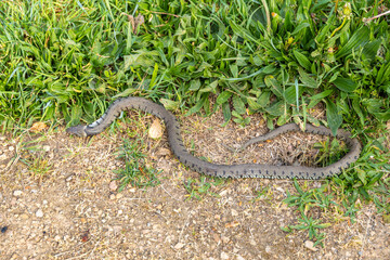 Fototapeta premium A wild grass snake moves along the edge of a dirt path bordered by green vegetation.