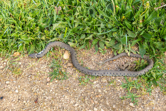 A wild grass snake moves along the edge of a dirt path bordered by green vegetation.