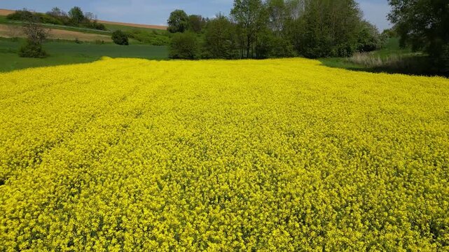 Flying low over a rapeseed field in bloom