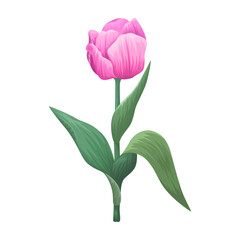 Fototapeta premium Beautiful realistic bloom pink tulip flower stem with green leaves illustration isolated on transparent background