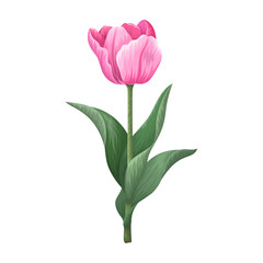 Fototapeta premium Beautiful realistic bloom pink tulip flower stem with green leaves illustration isolated on transparent background