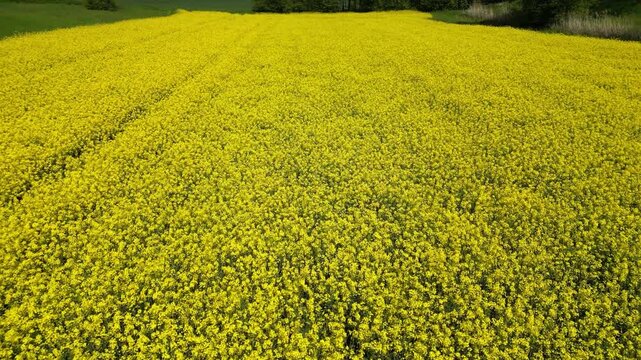 Flying low over a rapeseed field in bloom