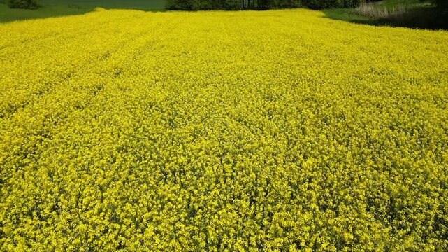 Flying low over a rapeseed field in bloom