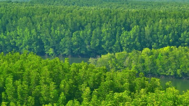 Drone view of mangroves and river system, reflecting global warming challenges, carbon reduction, ecosystem health, sustainability goals, and protection against environmental change. Thailand. 4k.
