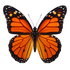 Fototapeta premium Beautiful monarch butterfly with colorful orange and black wings isolated on a white background for a macro nature beauty concept