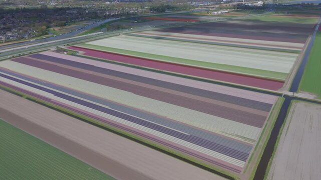 Aerial drone footage flying high above colorful tulip and hyacinth fields arranged in long straight rows. Vibrant agricultural landscape with floral patterns and spring bloom in the countryside.