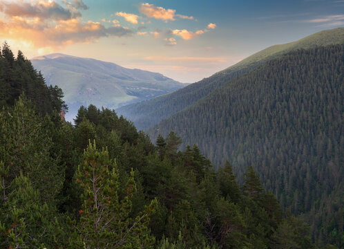 Sunset in the pine forests