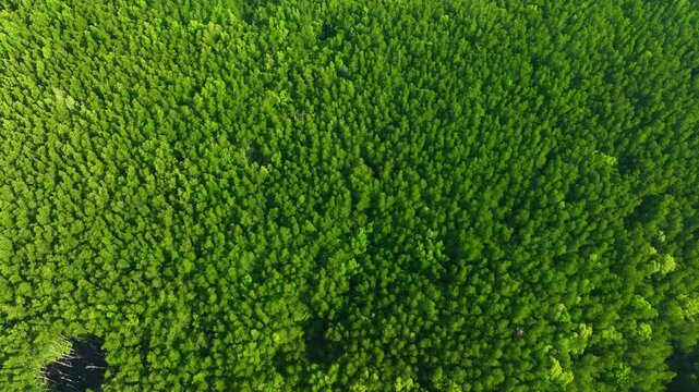 High-angle drone view of green mangrove canopy and river network, emphasizing carbon capture, climate change solutions, biodiversity conservation, and resilience to extreme conditions. Thailand. 4k.
