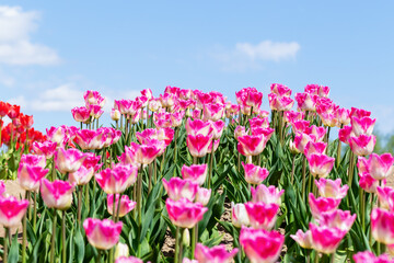 Fototapeta premium Tulip field. Tulips. Field of vibrant pink tulips is in full bloom, showcasing their striking colors against clear blue sky adorned with fluffy white clouds, creating picturesque garden scene