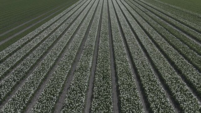 Aerial drone footage flying over a field of young white tulips arranged in long straight agricultural rows. Scenic spring landscape with floral patterns and cultivated farmland.