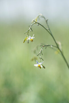 Dianella flowers blooming in soft green light