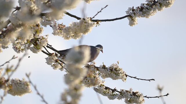 Male Wood pigeon balanced perched on a cherry blossom branch shaken by the wind while a bumblebee is pollinating flowers. Columba palumbus, Prunus avium, Indre-et-Loire, r&eacute;gion Centre, France, Europe
