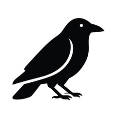 Fototapeta premium Black Crow Silhouette on White Background bird raven