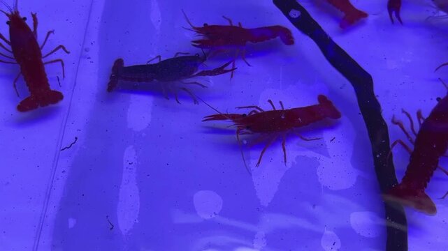 Several red crawfish or crayfish in a blue lit aquarium tank, potentially for seafood or wildlife concepts