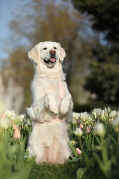 Cute young golden retriever outdoor with tulips