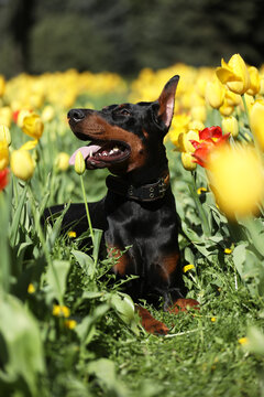 Adult dobermann in spring tulips in the garden. Dog outdoor