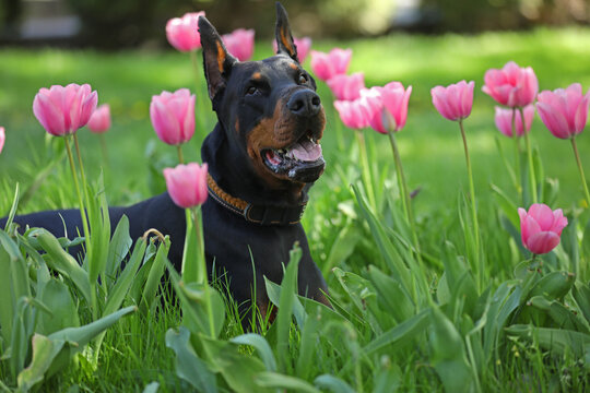 Adult dobermann in spring tulips in the garden. Dog outdoor