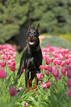 Adult dobermann in spring tulips in the garden. Dog outdoor