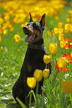 Adult dobermann in spring tulips in the garden. Dog outdoor