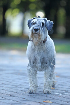 Cute mittelschnauzer walking outdoor in the park
