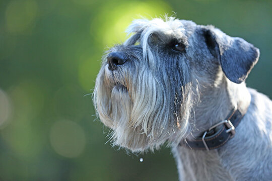 Cute mittelschnauzer walking outdoor in the park