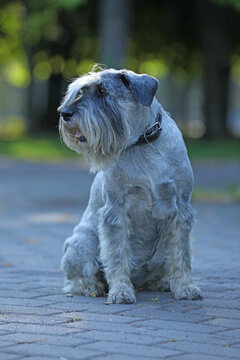Cute mittelschnauzer walking outdoor in the park