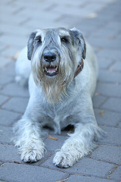 Cute mittelschnauzer walking outdoor in the park