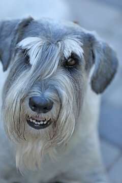 Cute mittelschnauzer walking outdoor in the park