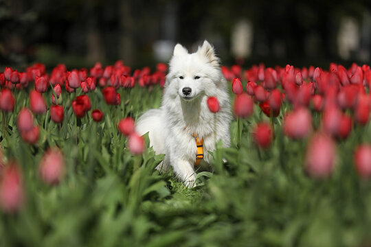 Beautiful samoyed dog outdoor with spring tulips