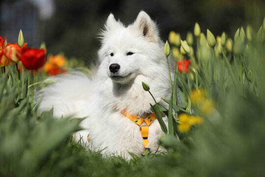 Beautiful samoyed dog outdoor with spring tulips