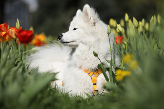 Beautiful samoyed dog outdoor with spring tulips