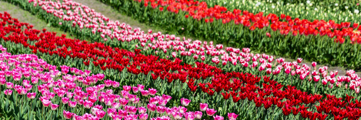 Fototapeta premium Tulip field. Tulips. Vibrant tulip field displaying rows of red, pink, and white flowers in spring landscape, with lush green foliage surrounding colorful blooms and clear blue sky above. Banner
