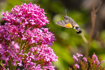 Obraz premium Hummingbird Hawkmoth feeding off Red Valerian during Summer. England, UK.