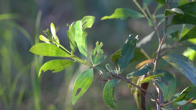 Close Up of Australian Wattle Plant Leaves in Natural Daylight