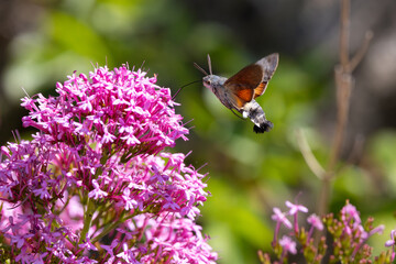 Obraz premium Hummingbird Hawkmoth feeding off Red Valerian during Summer. England, UK.