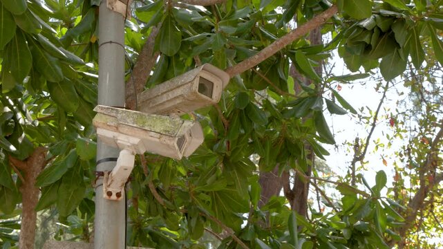 Weathered CCTV Security Cameras Mounted on a Pole in Tropical Foliage