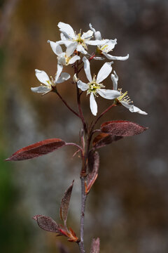 Fr&uuml;hling, Amelanchier Lamarkii