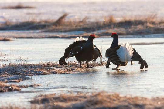 Two Black grouses fighting