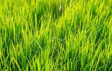 Close up of vibrant green rice seedlings growing in a nursery field, perfect for agricultural background, organic farming concept, and sustainable Asian rice production during planting season © Amin Rois
