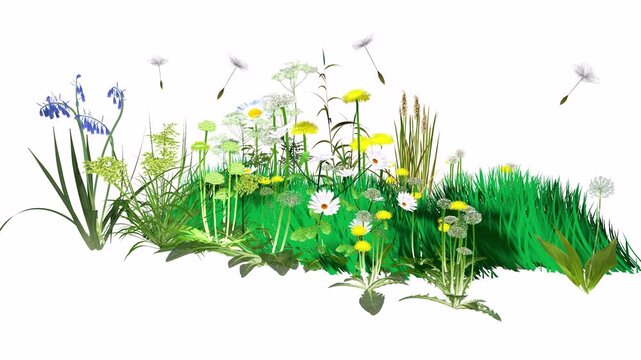 3D animated illustration of wildflowers and plants moving and rotating. Spreading pollen and dandelion seeds that trigger spring allergies. Graphic style with flat colors on a white background.
