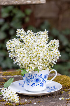 Blumenstrau&szlig; mit Traubenkirschbl&uuml;ten (Prunus padus) in einer Porzellantasse 