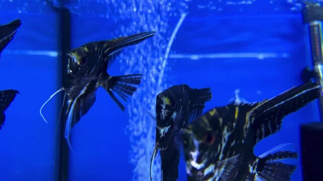 two black angelfish swim in a blue aquarium tank with rising bubbles, creating a serene underwater scene for marketing, education, or lifestyle use